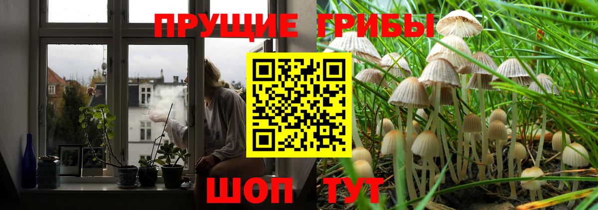 Псилоцибиновые грибы Cubensis Саратов